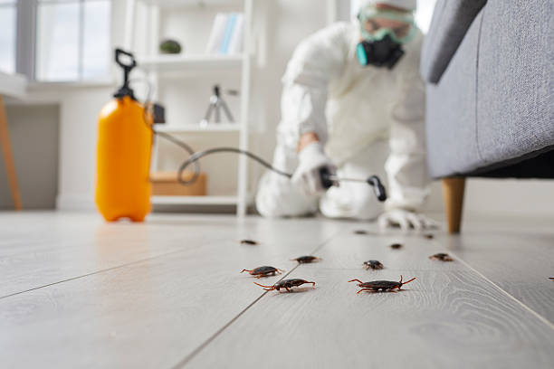 Commercial Kitchen Cockroach Control in Lakewood